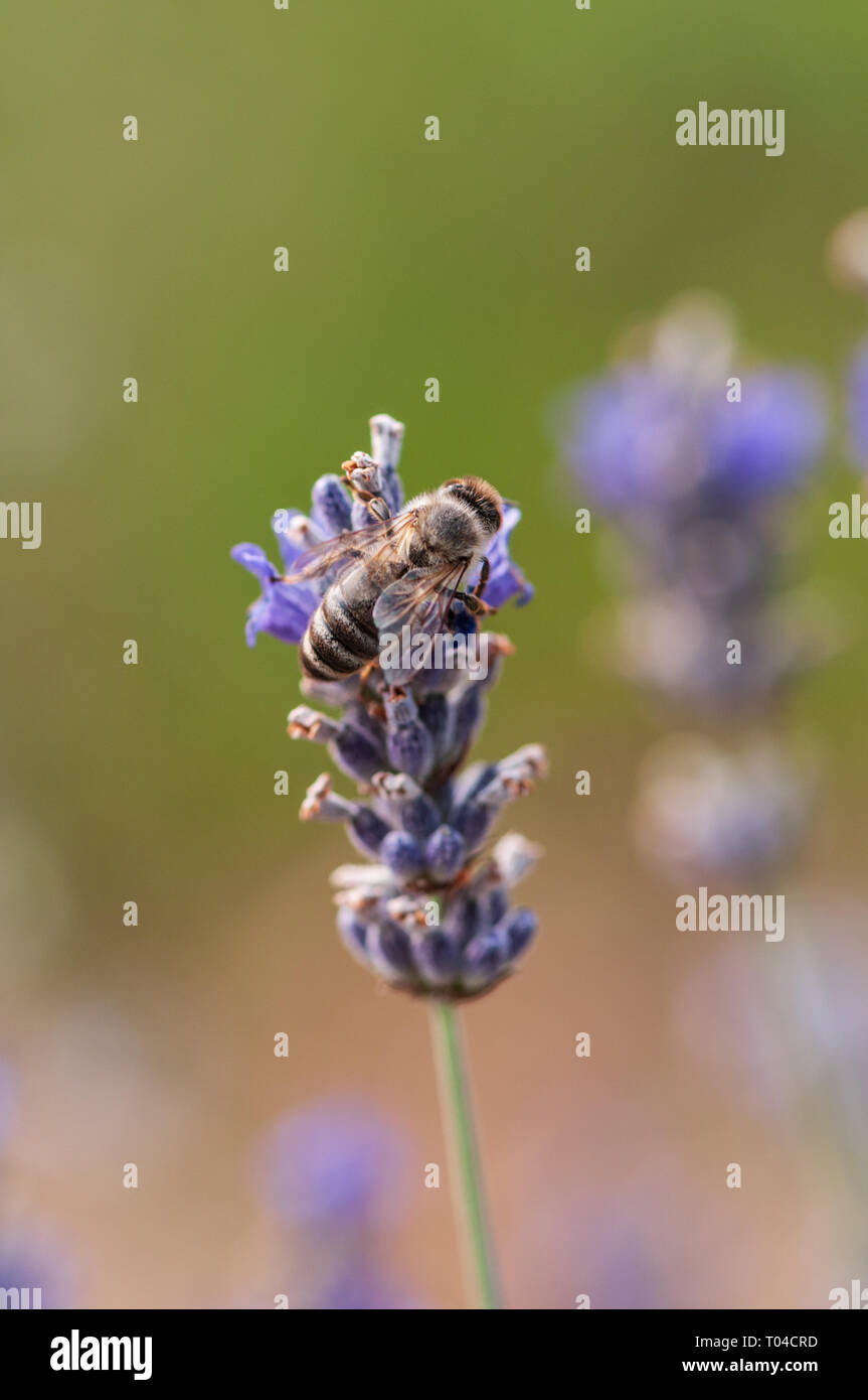 Lavender Insect Beautiful Lavender angustifolia, lavandula in sunlight in herb garden ...