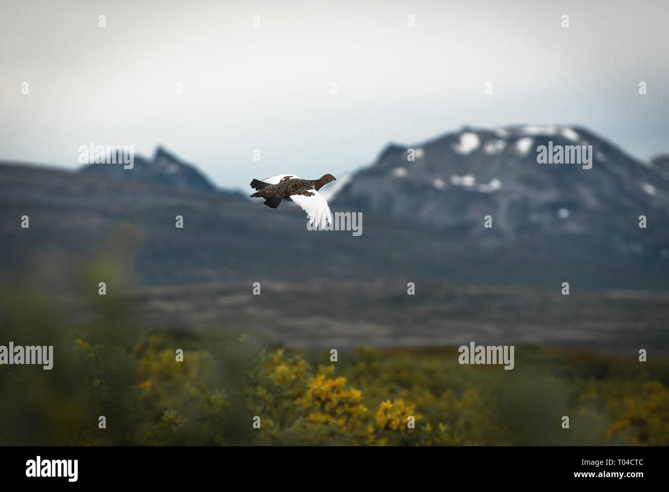Ptarmigan in flight with mountains in background, northern British Columbia, Canada Stock Photo