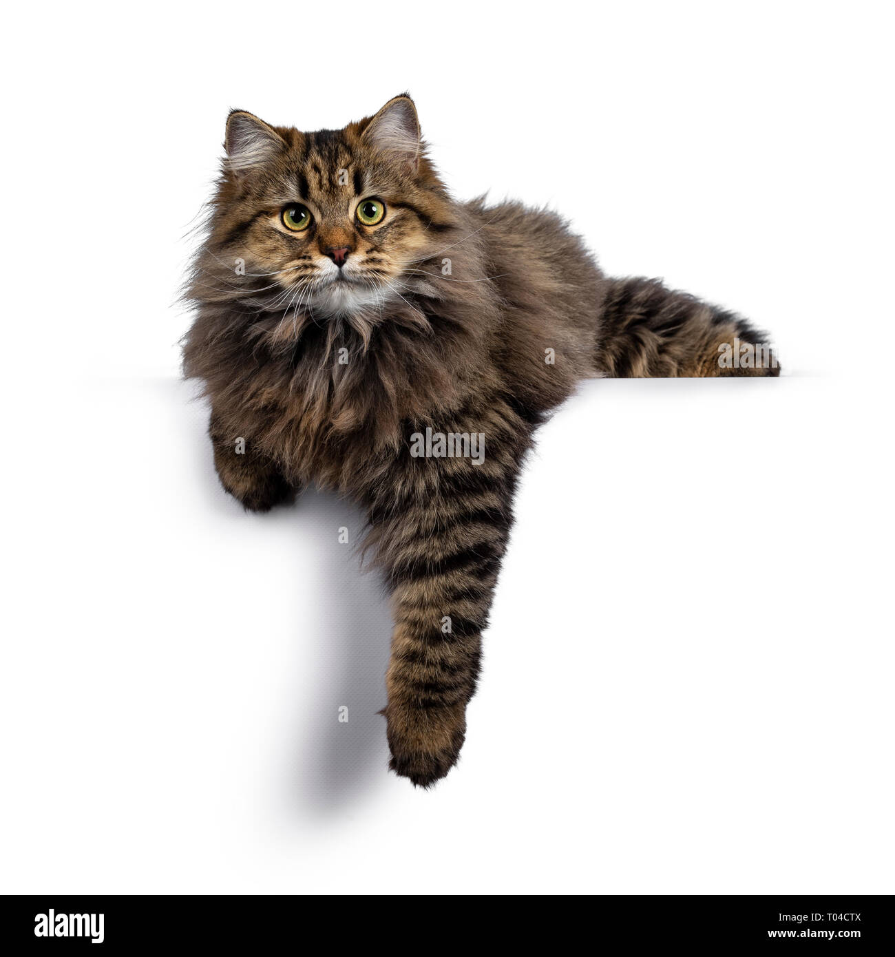 Cute friendly classic tabby Siberian cat kitten with amazing fur, laying  down with paw hanging down from edge. Looking curious at camera with big  yell Stock Photo - Alamy