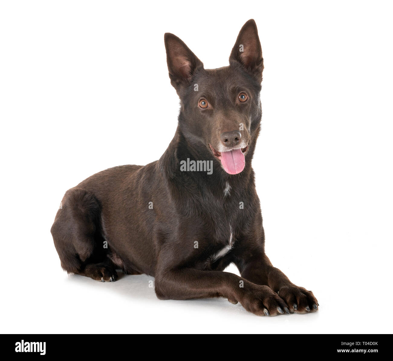 Red Kelpie Dog High Resolution Stock Photography and Images - Alamy