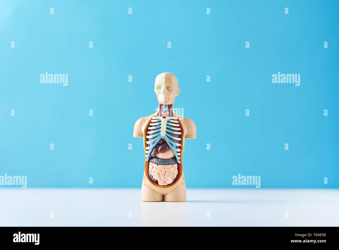 Internal Organs Torso High Resolution Stock Photography And Images Alamy