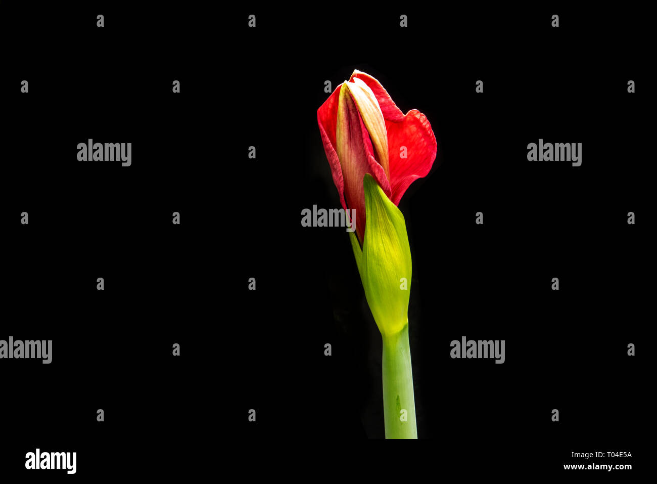 Amaryllis bulb  flowering against black background Stock Photo