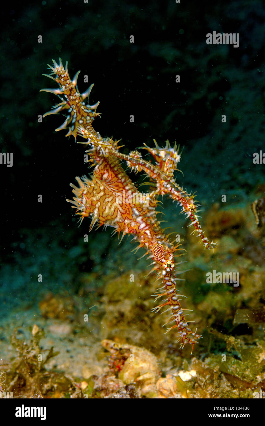Harlequin ghost pipefishes or Ornate Ghost Pipefishes (Solenostomus paradoxus), pair, Pulau Sipadan, Sabah, Malaysia Stock Photo
