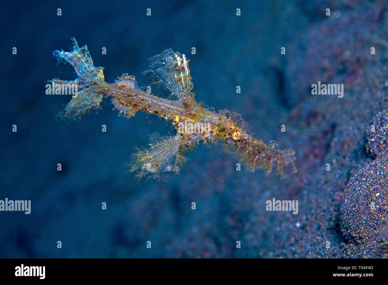 Rough snout ghost pipefish (Solenostomus paegnius), Bali island, Indonesia Stock Photo