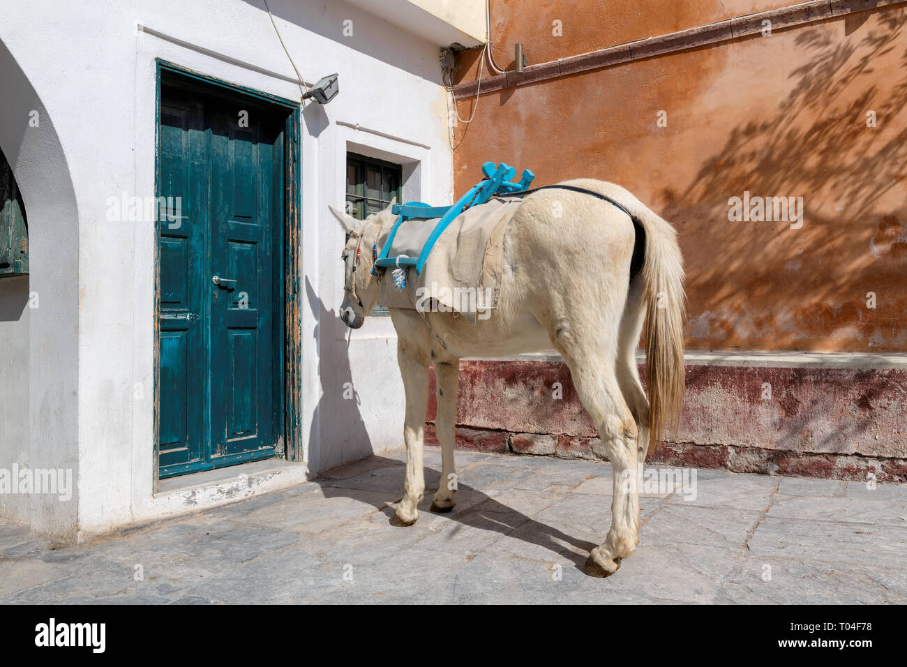 Donkey on the old street in Oia village, Santorini island in Greece Stock Photo