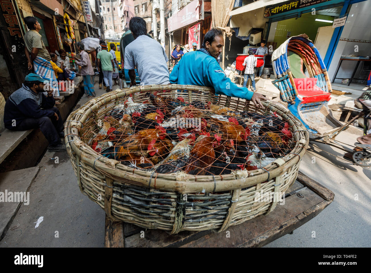 Man transporting chicken on a cycle rickshaw through city of Dhaka, Bangladesh. Stock Photo
