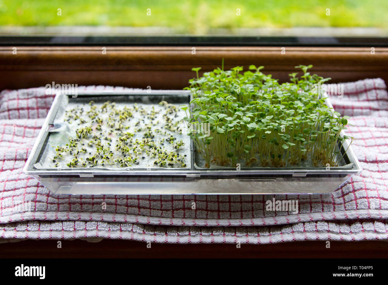 Salad seedlings growing on a windowsill Stock Photo