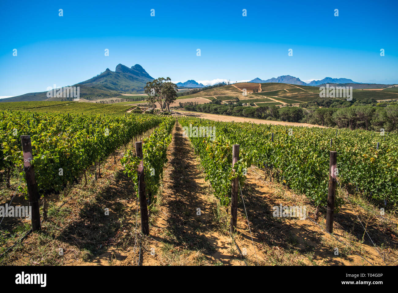 Beautiful landscape of Cape Winelands, wine growing region in South Africa Stock Photo