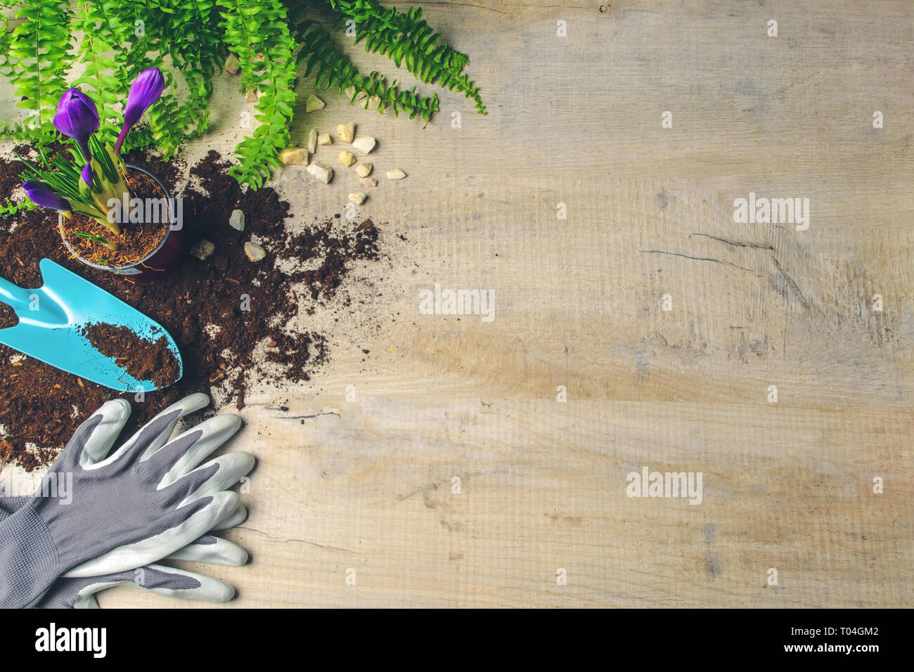 Potted flower, ground, spade and gloves on a wooden table. Spring gardening background. Stock Photo