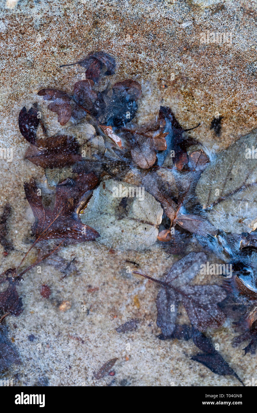 Close up of fallen leaves in a bird bath which have frozen due to cold weather Stock Photo