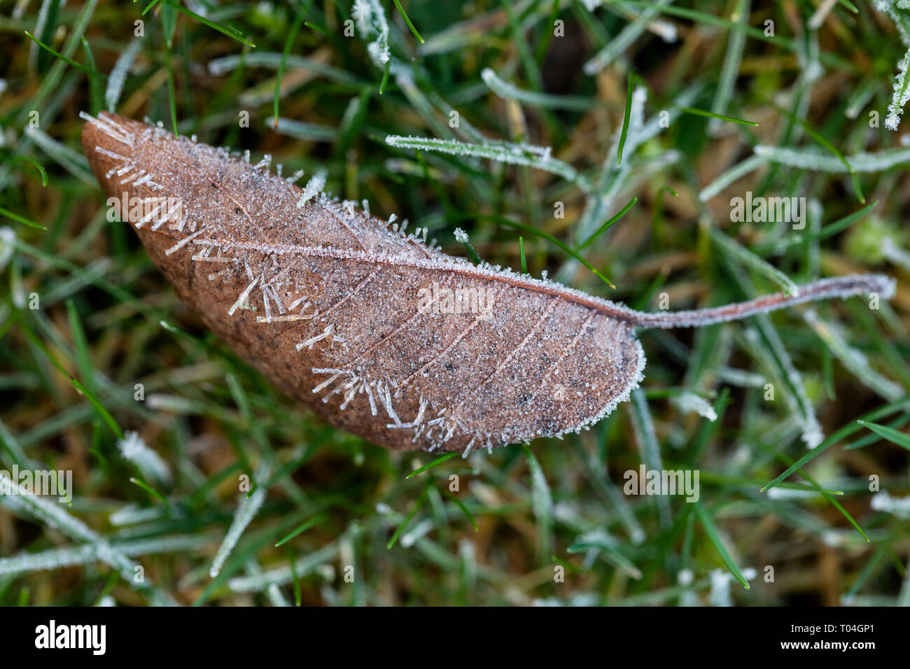 Close up of frost which has formed on a dried golden fallen leaf on grass in winter, England, UK Stock Photo