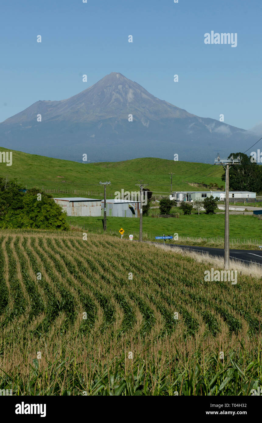 Mount Taranaki aka Mount Egmont across farm corn fields, Taranaki