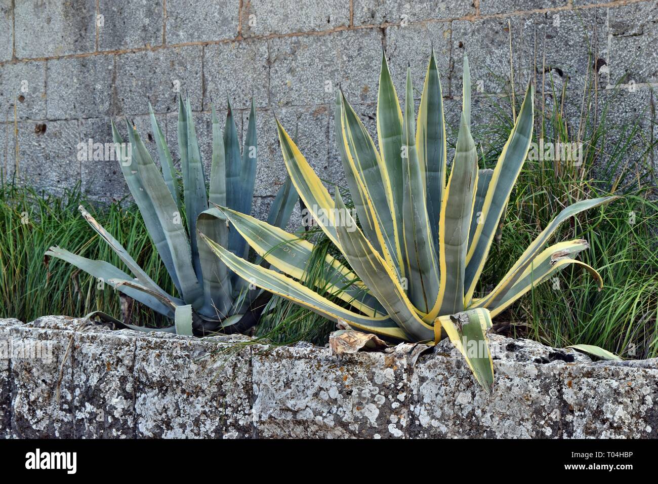 bogenhanf schlafzimmer kaufen Bogenhanf Sansevieria Laurentii Zimmerpflanze 35cm 100cm kaufen