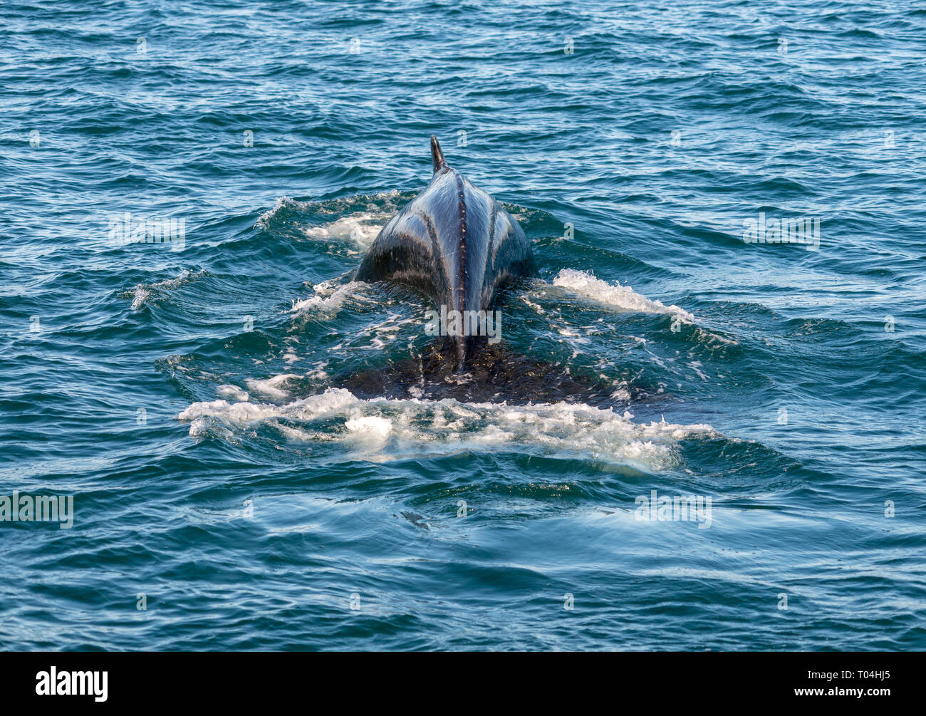 Húsavík whale watching boat tail hi-res stock photography and images ...