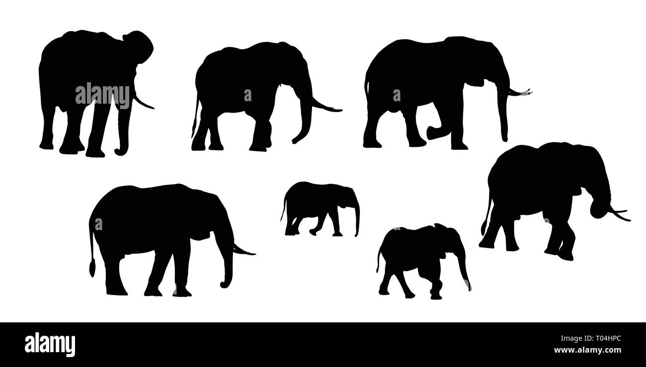 Set of realistic silhouettes of adult and young elephant. Isolated on white background - vector Stock Vector