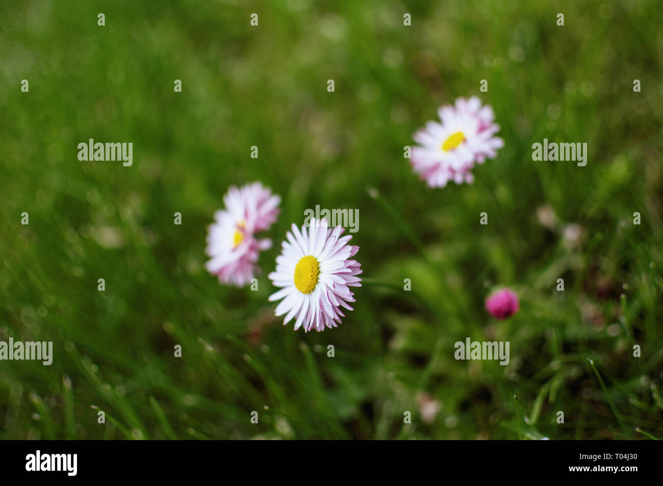 Bellis perennis in the green grass Stock Photo
