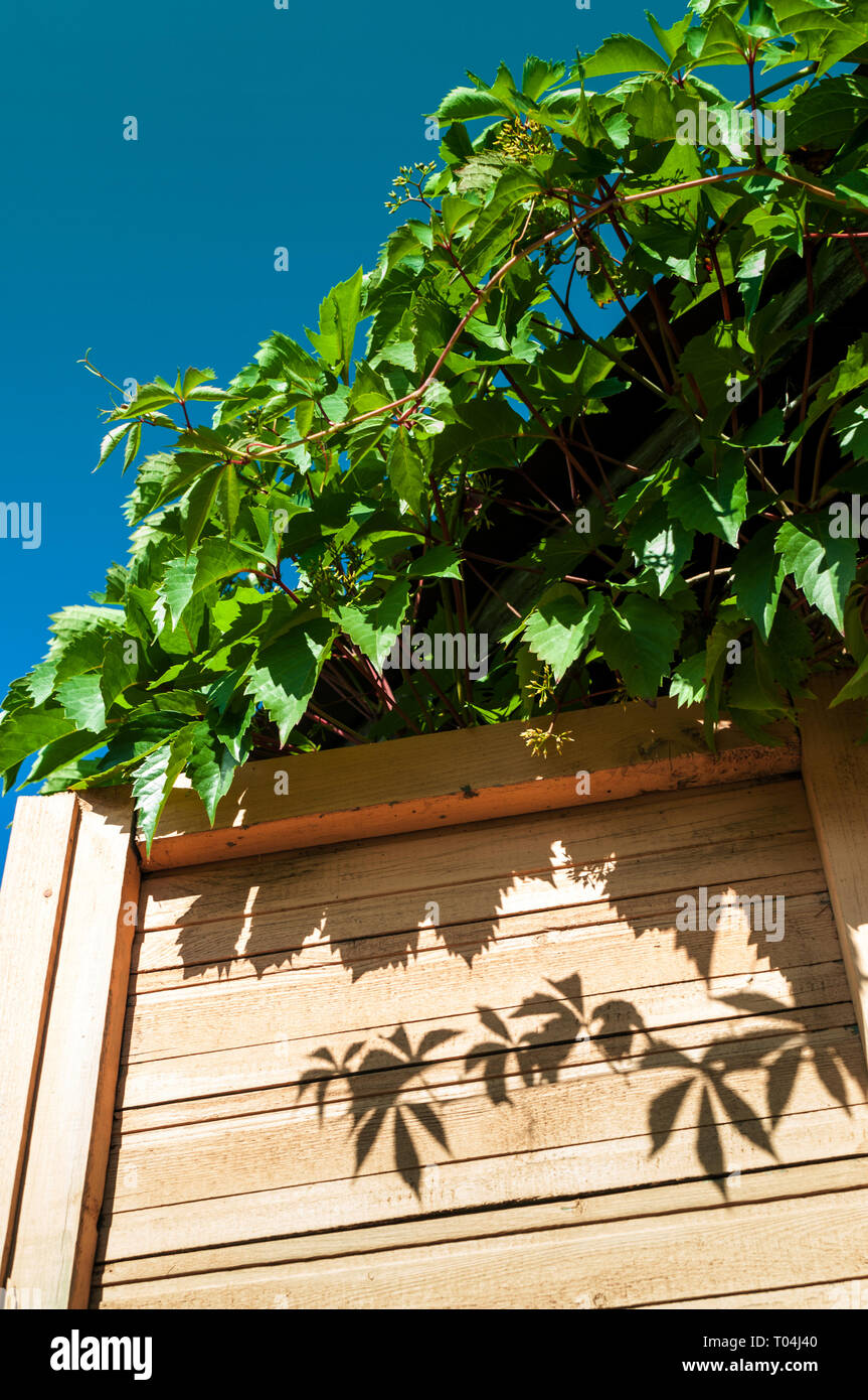 shadow of climbing leaves of wild grapes on shutters of country house Stock Photo