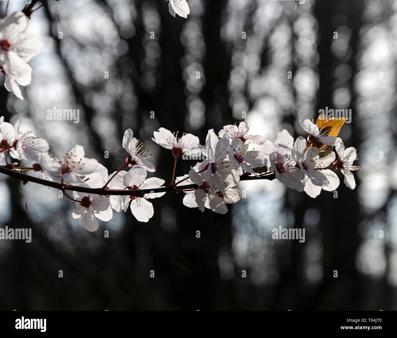 Young cherry blossom Stock Photo Alamy