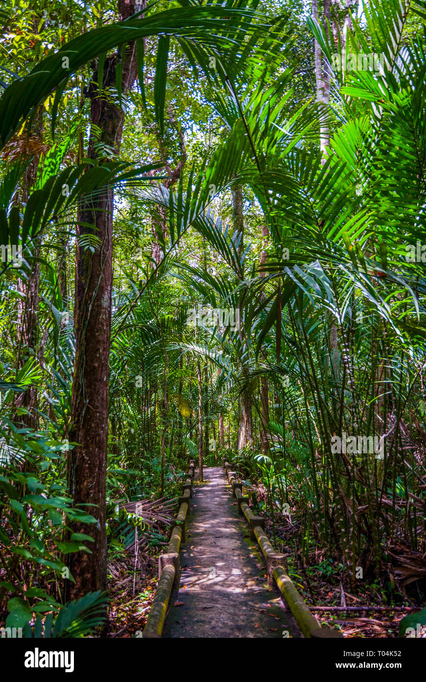 Path Thru The Jungle Forest Koh Lanta Thailand Stock Photo Alamy Path Thru The Jungle Forest Koh Lanta Thailand Stock Photo Alamy