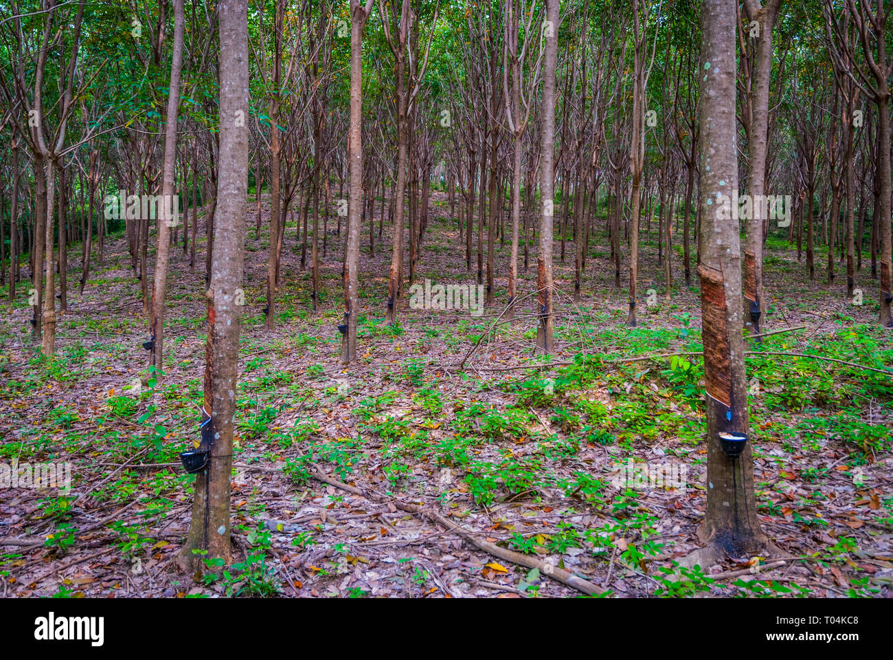 Rubber tree plantation with latex being collected hires stock