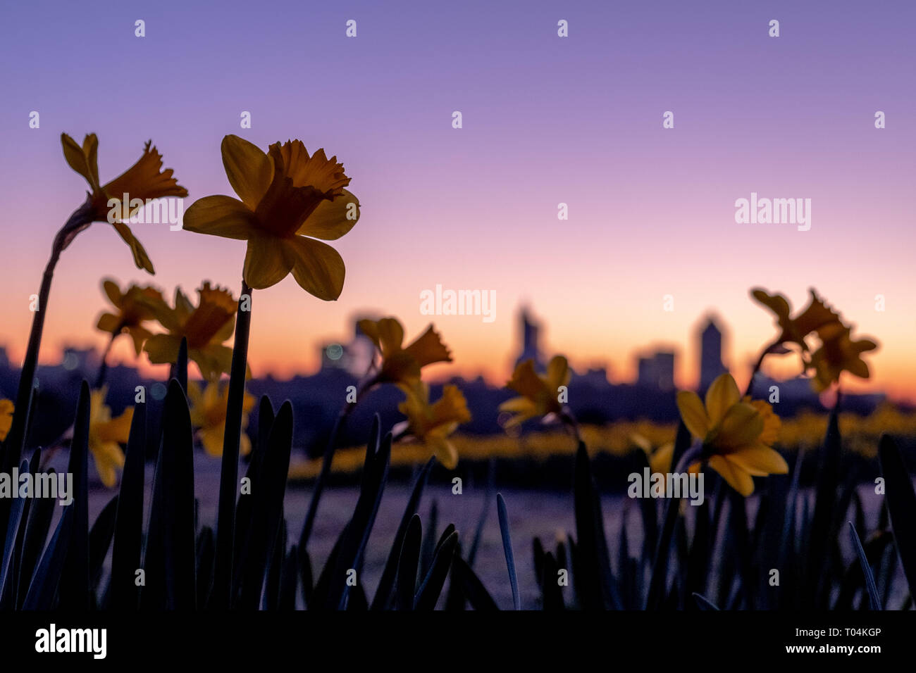 Blooms standing tall in front of the cityscape in a field of daffodils