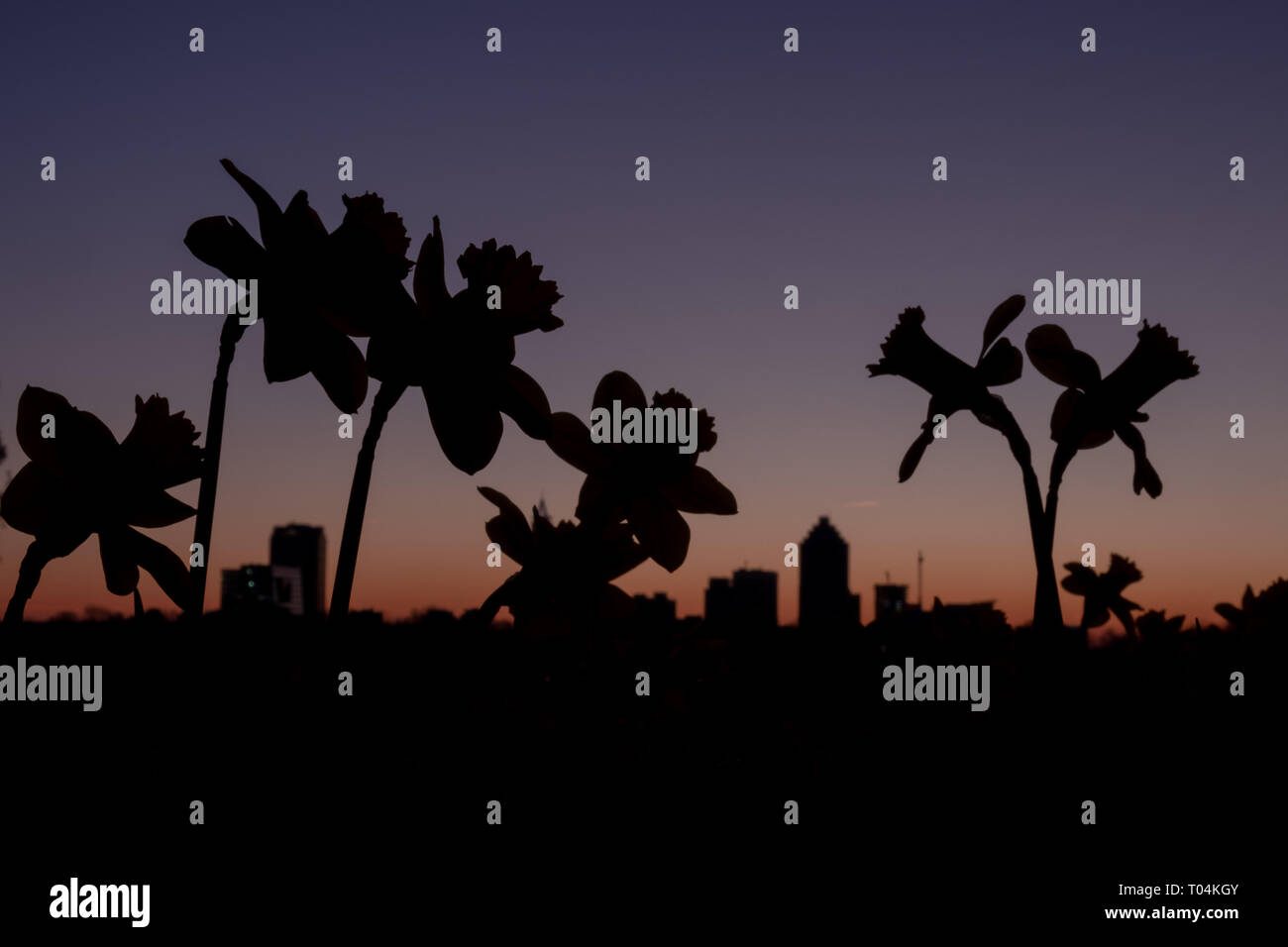 Silhouettes of blooms standing tall in front of the cityscape in a