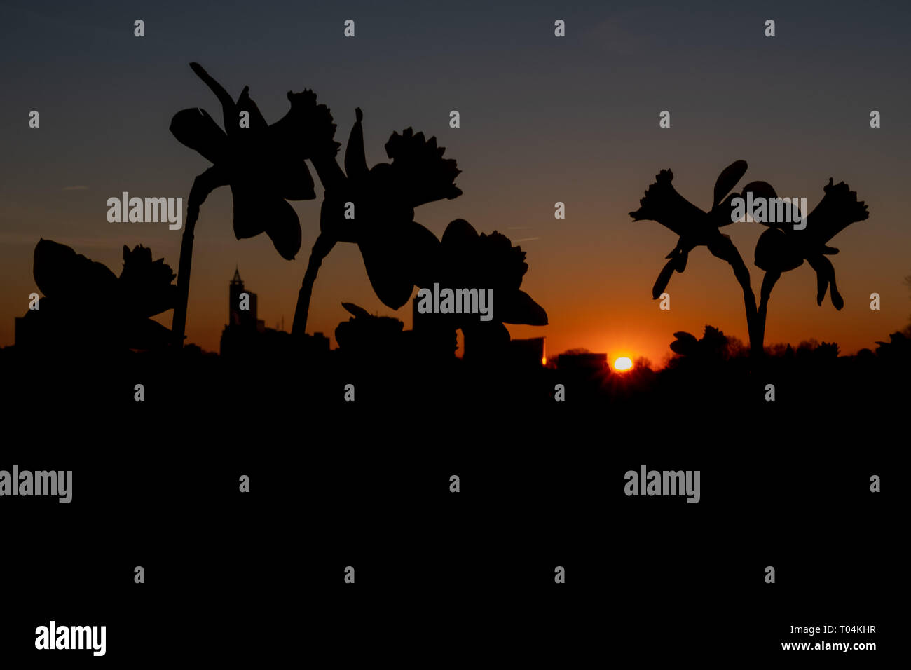 Early morning sun just peeks over the horizone of a field of daffodils