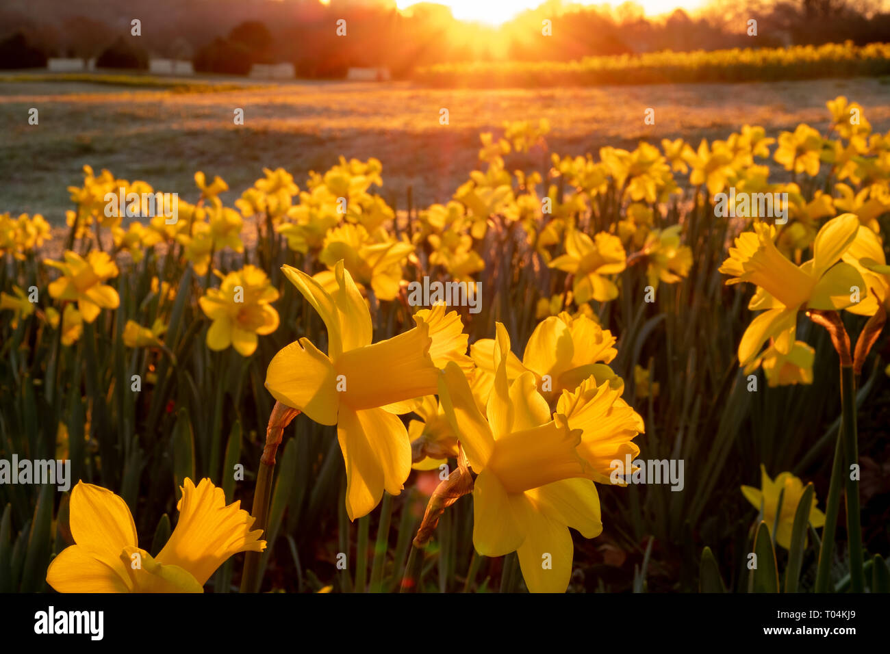 The golden light of the early morning sun descends upon a field of