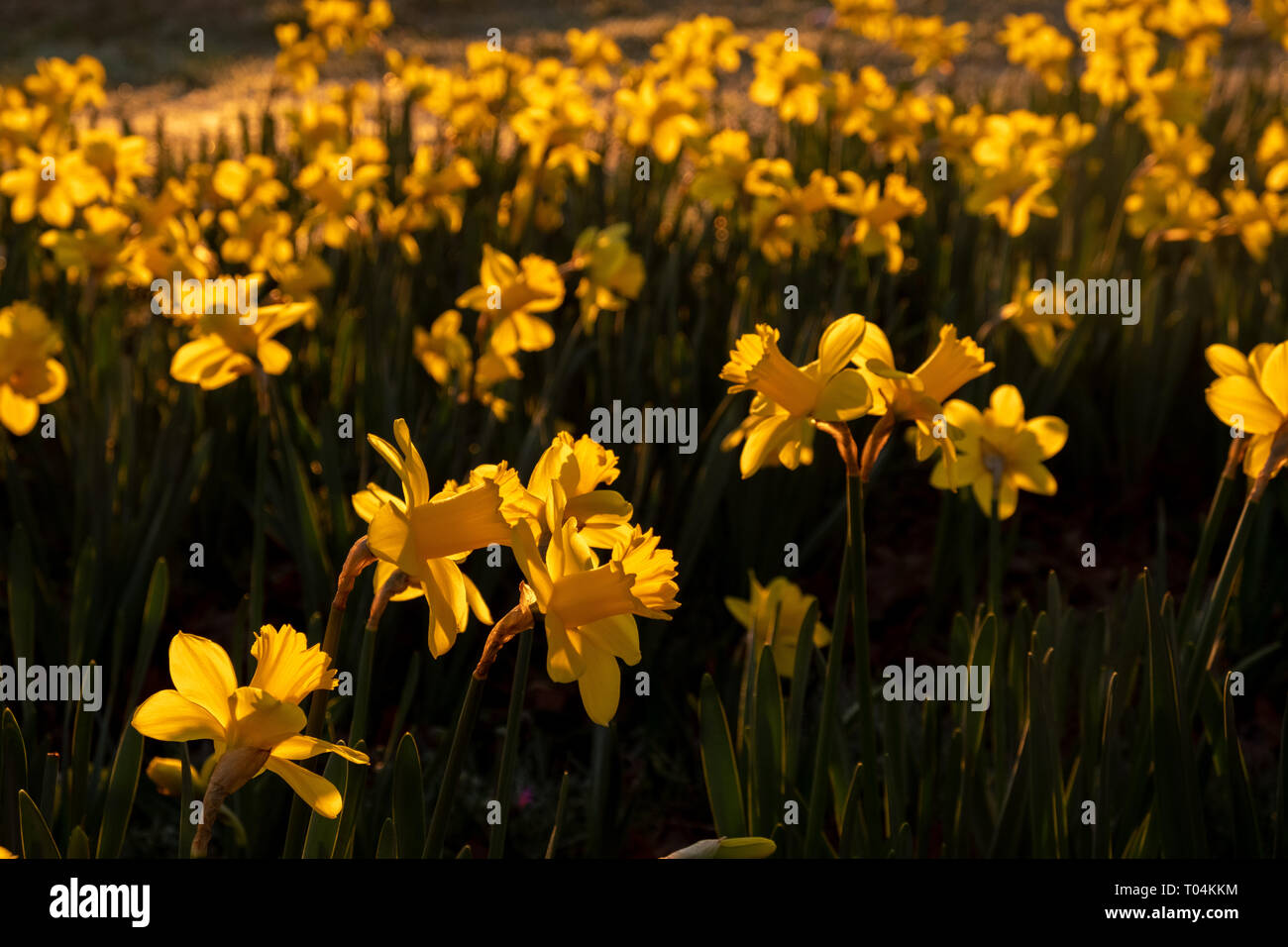 A field of daffodils at Dorothea Dix Park welcomes Spring in Raleigh