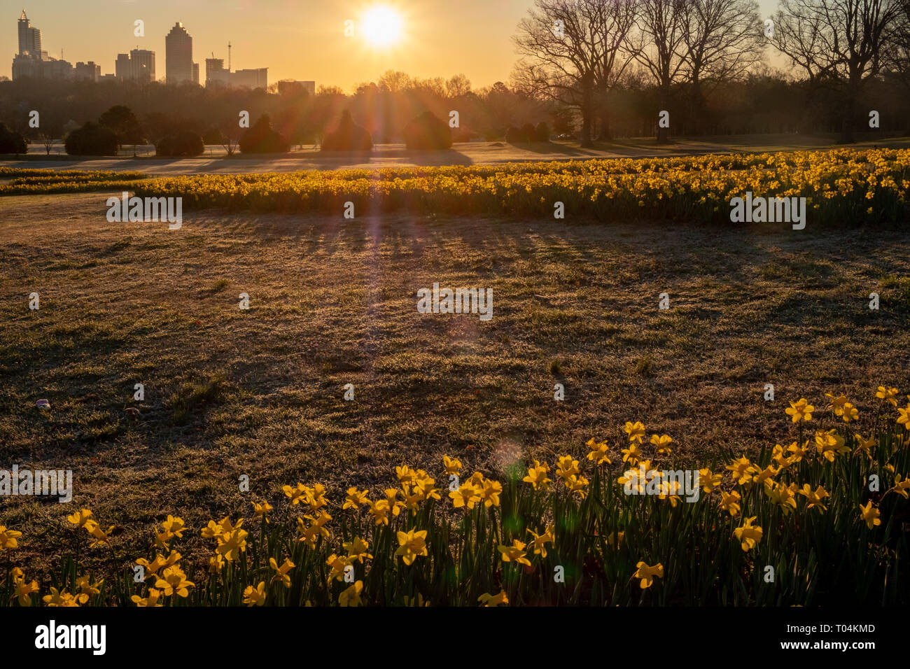 Morning Sun Rises Over The City In The Distance As Seen From A Field Of Daffodils At Dorothea Dix Park In Raleigh North Carolina Stock Photo Alamy Morning Sun Rises Over The City In The Distance As Seen From A Field Of Daffodils At Dorothea Dix Park In Raleigh North Carolina Stock Photo Alamy