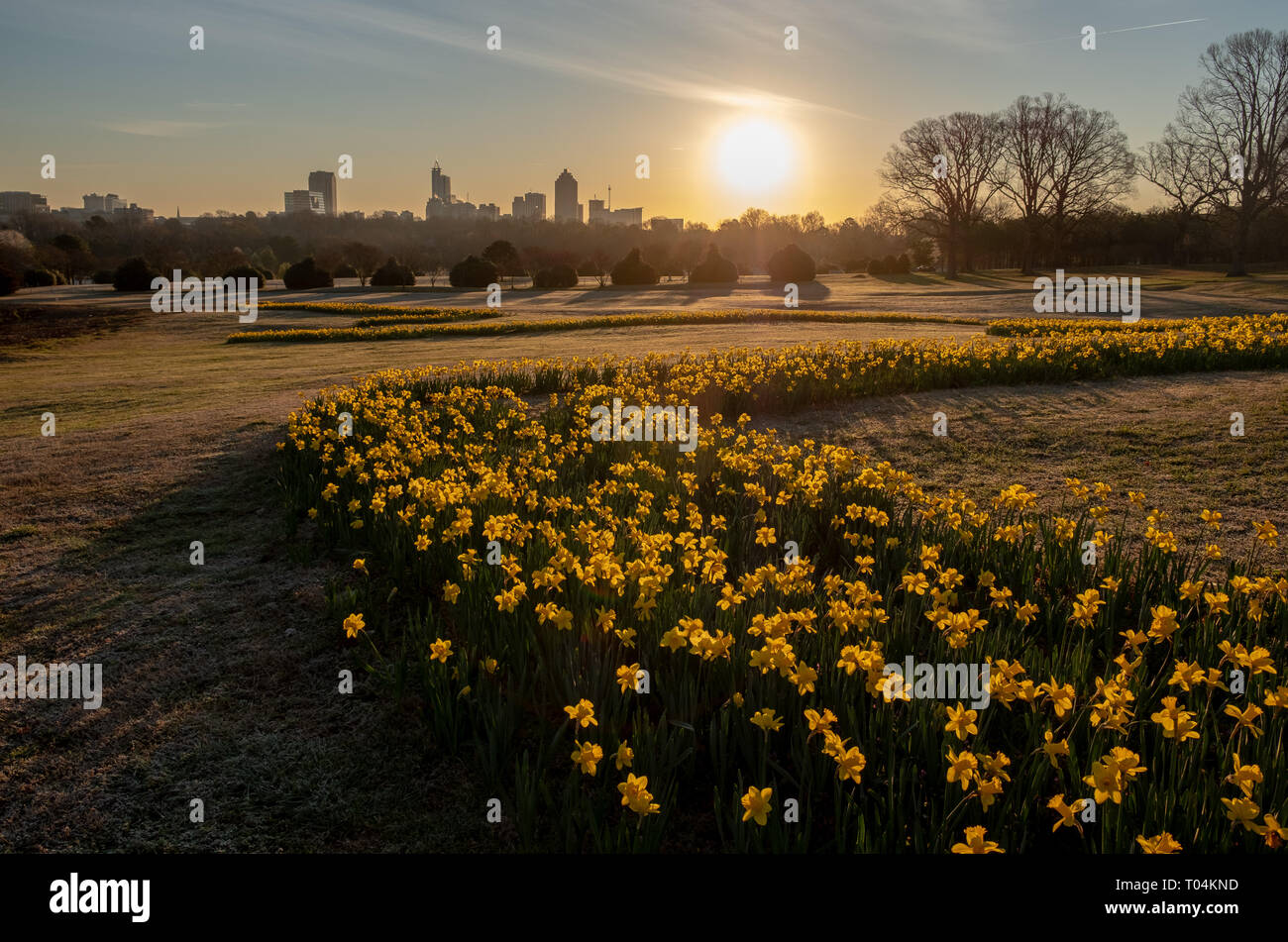 Scenic Landscape With A Field Of Daffodils At Dorothea Dix Park In Raleigh North Carolina With Downtown Seen In The Distance Stock Photo Alamy Scenic Landscape With A Field Of Daffodils At Dorothea Dix Park In Raleigh North Carolina With Downtown Seen In The Distance Stock Photo Alamy