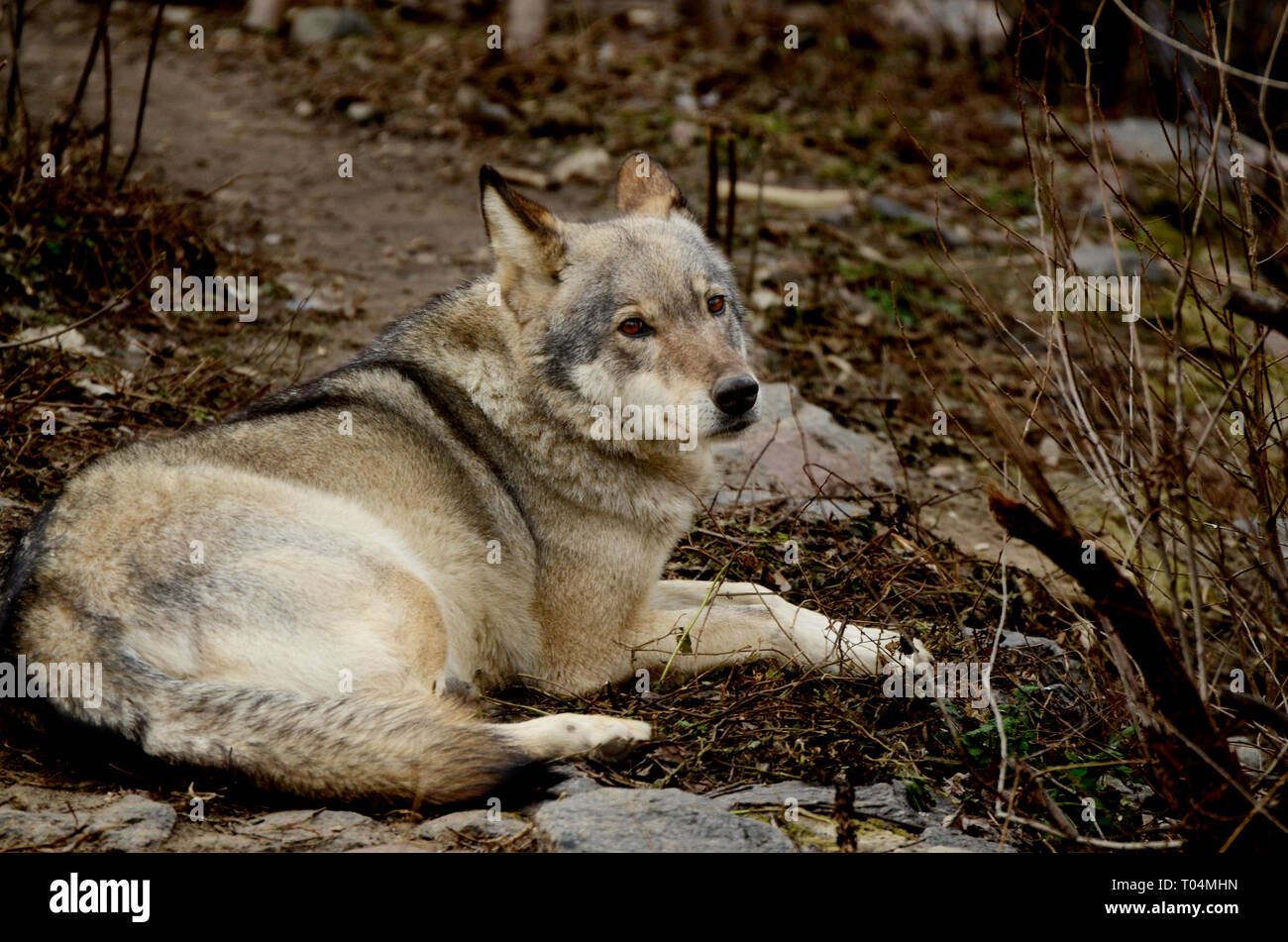 Big Grey Wild Wolf Resting On The Ground Stock Photo Alamy