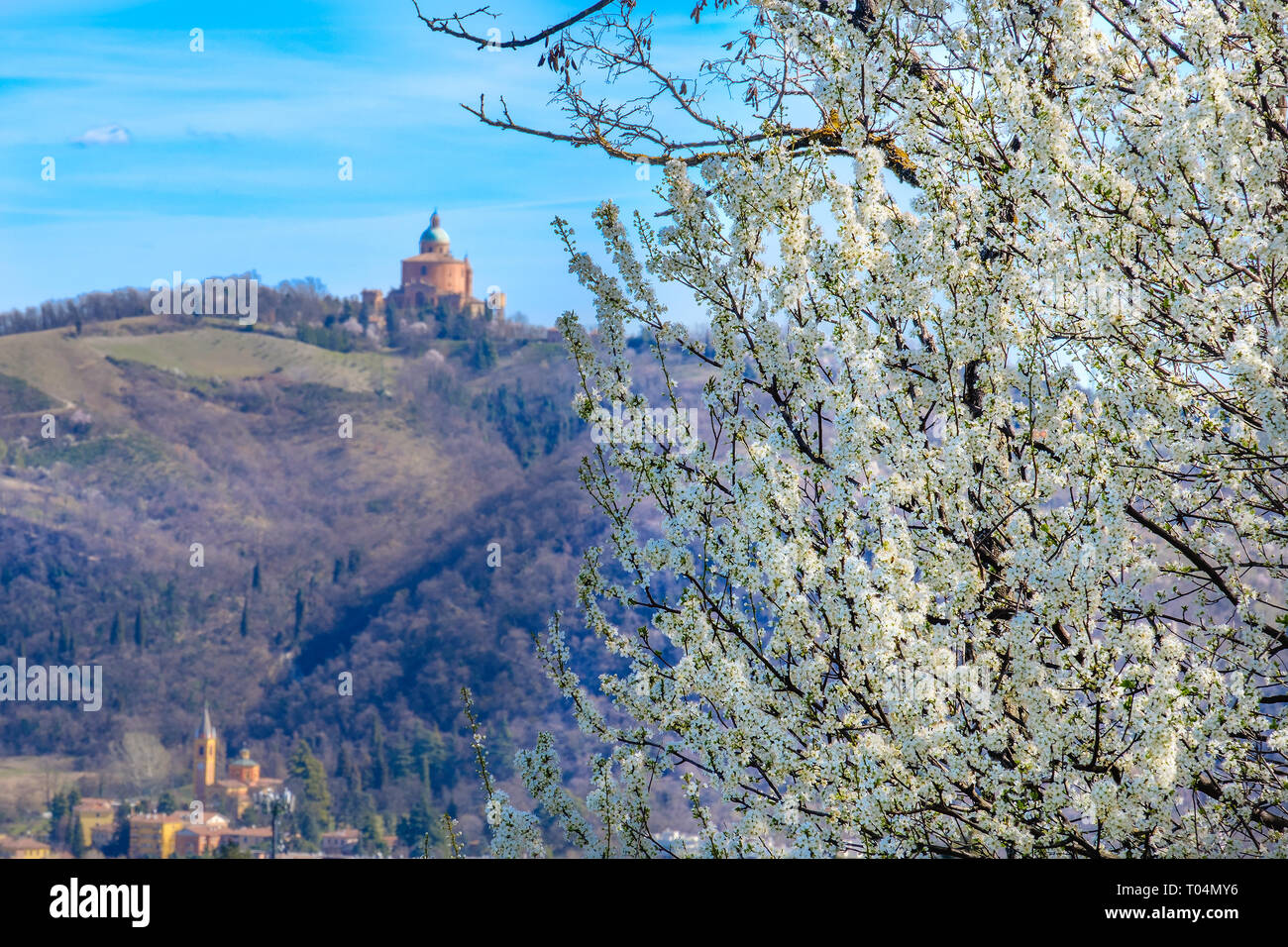blackthorn tree background bologna in spring - San Luca  Colli Bolognesi area - Italy Stock Photo
