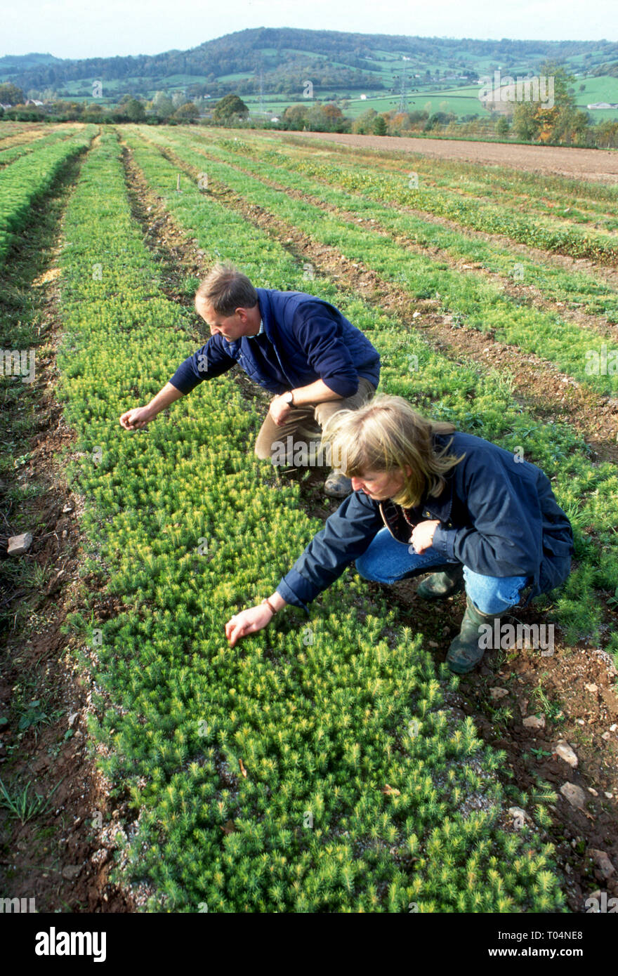 Nick and Judy Davey tending Christmas tree seedlings at Perrie Hale