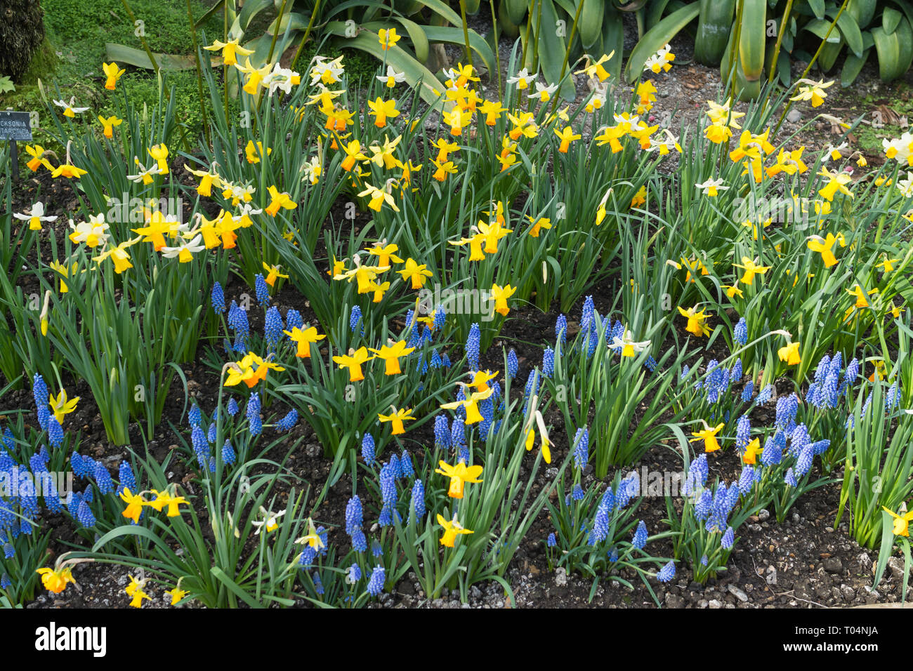 Daffodils and grape hyacinths hires stock photography and images Alamy