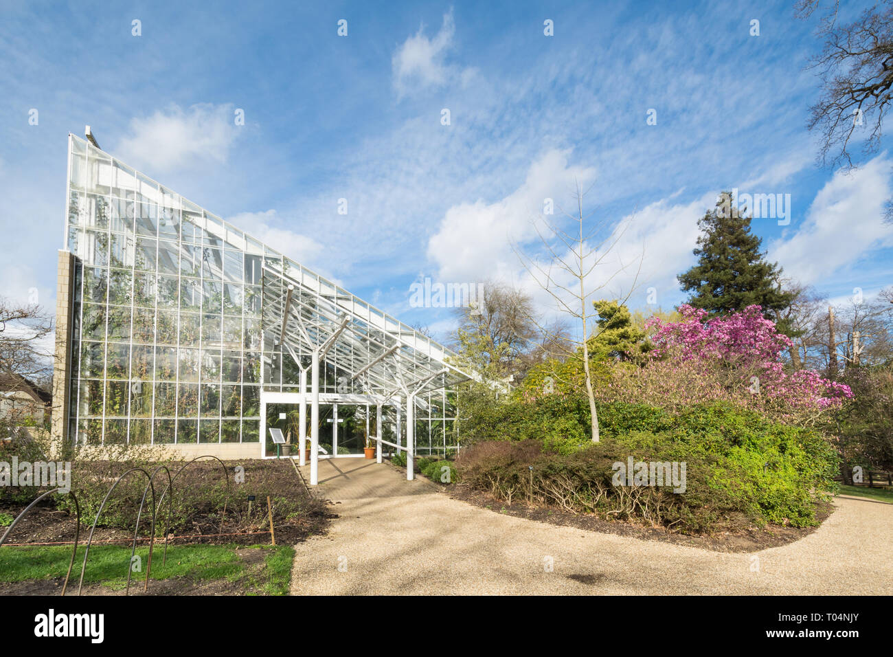 Queen Elizabeth temperate house, a large glasshouse, beside a beautiful magnolia sprengeri 'lanhydrock' tree with pink blooms at Savill Garden, UK Stock Photo