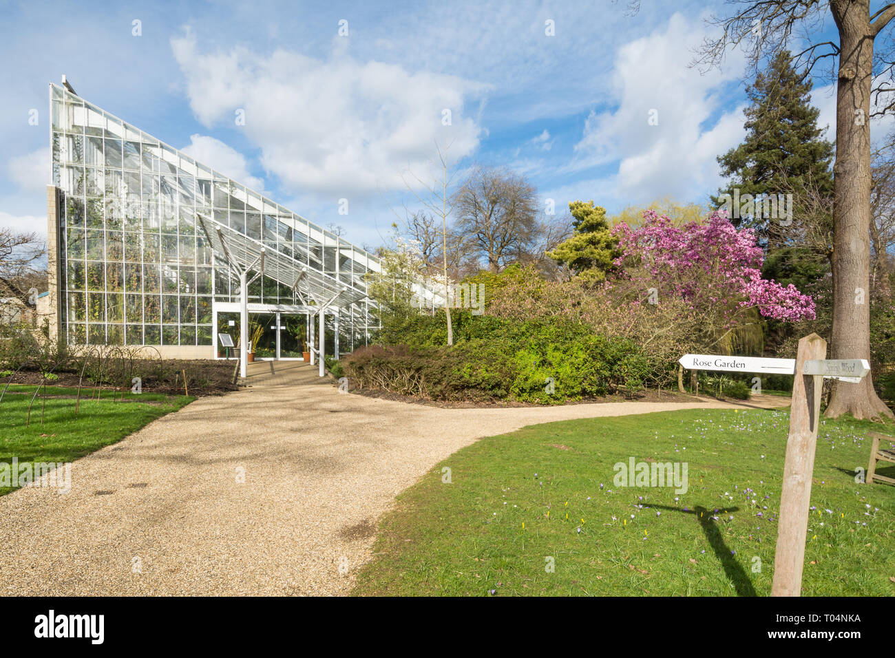 Queen Elizabeth temperate house, a large glasshouse, beside a beautiful magnolia sprengeri 'lanhydrock' tree with pink blooms at Savill Garden, UK Stock Photo