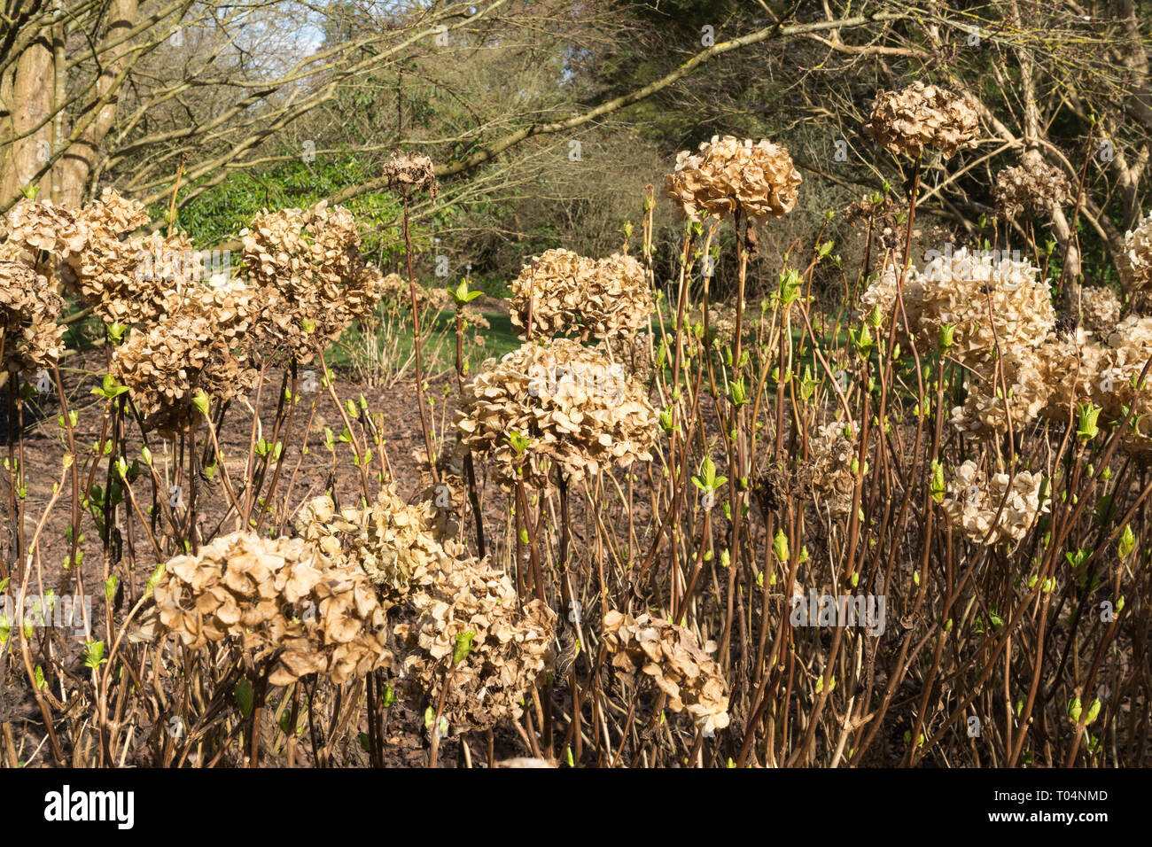 Hydrangea macrophylla bush flower dead heads (deadheads) in an English garden Stock Photo