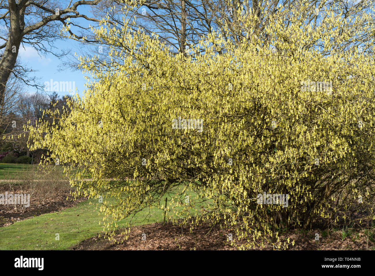 Winter hazel (Corylopsis spicata) with yellow flowers in early spring march in an English garden, UK Stock Photo