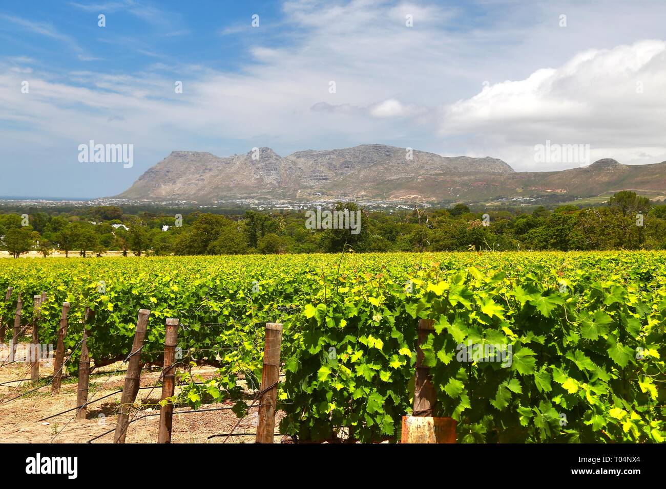 The Wine Farms in cape town , south africa Stock Photo Alamy