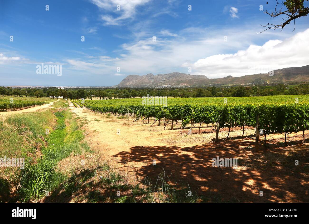 The Wine Farms in cape town , south africa Stock Photo Alamy
