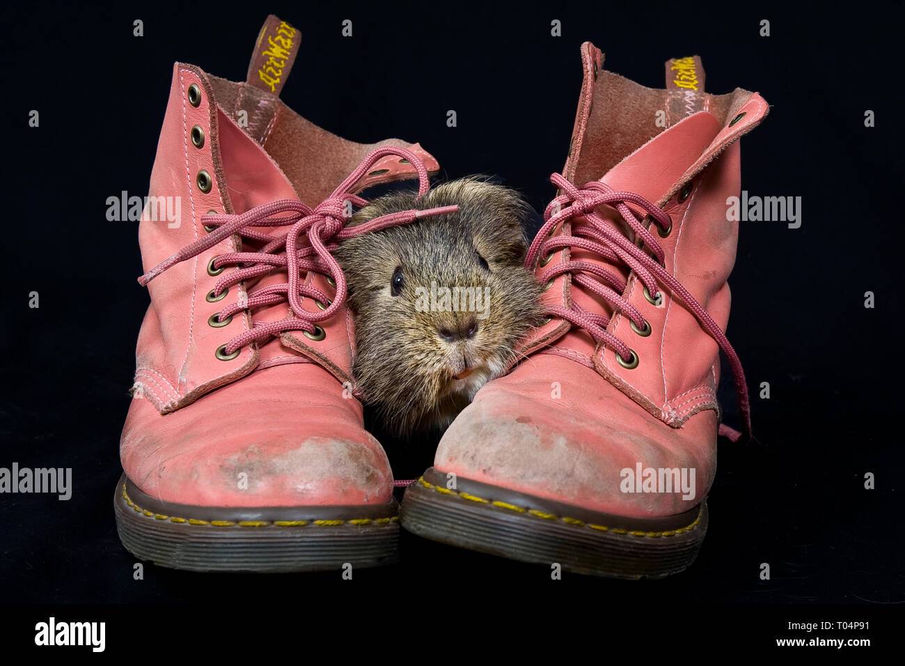 A Guinea Pig poses on some pink Dr Marten boots Stock Photo