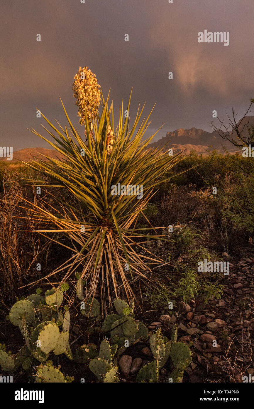 Big Bend National Park, Brewster County, Texas, USA Stock Photo