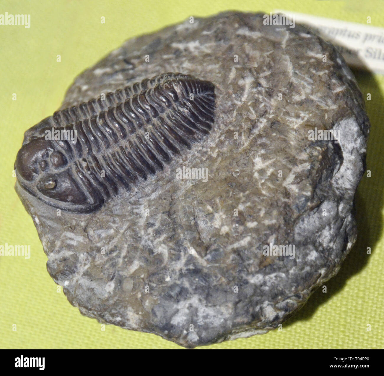 A trilobite fossil on a rock inside Chelmsford Museum, Chelmsford, Essex, UK Stock Photo
