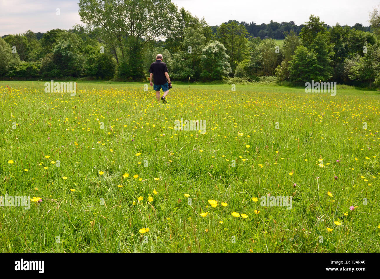 Buttercup meadow at the Weald Country Park, South Weald, Brentwood, Essex, UK Stock Photo