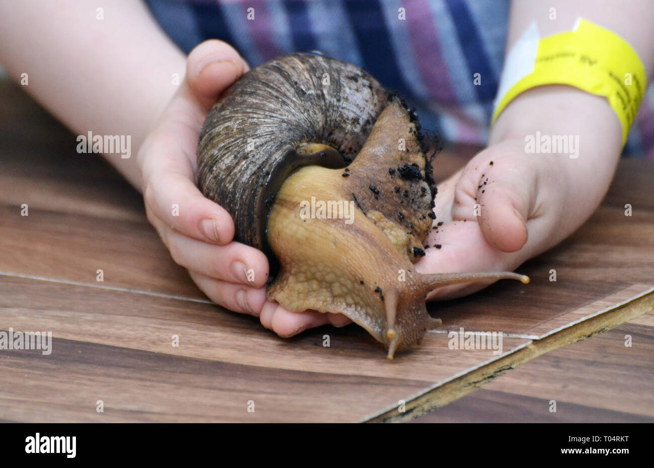 Visitor holding a giant snail at Tropical Wings Zoo, Chelmsford, Essex