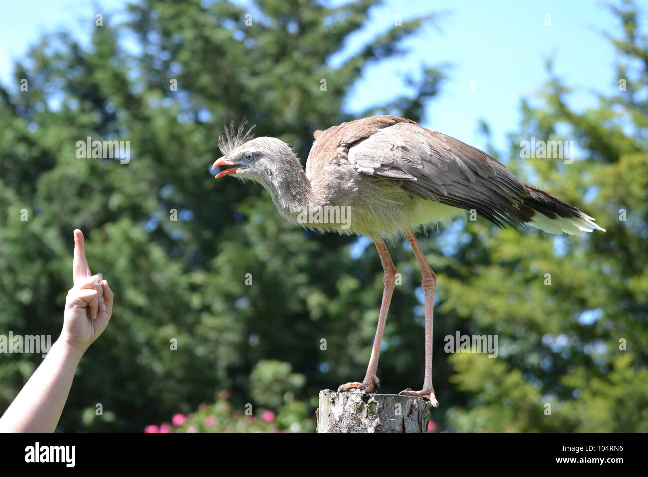 Red Legged Serima at Tropical Wings Zoo, Chelmsford, Essex, UK. This zoo closed in December 2017. Stock Photo