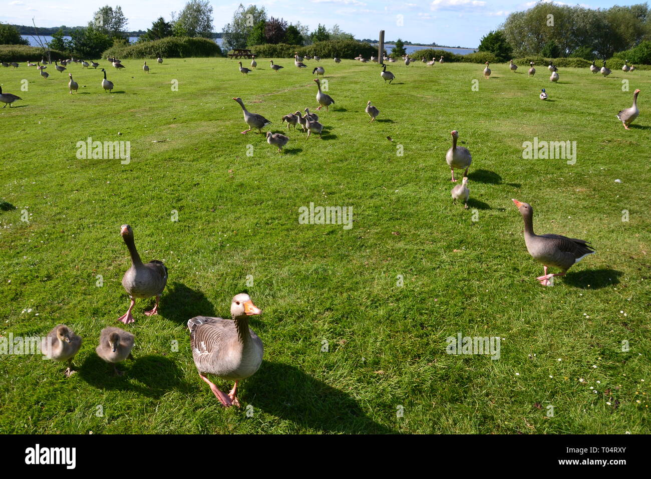 Flocks of wild greylag geese with their young, South Hanningfield Reservoir, between Billericay and Chelmsford in Essex Stock Photo