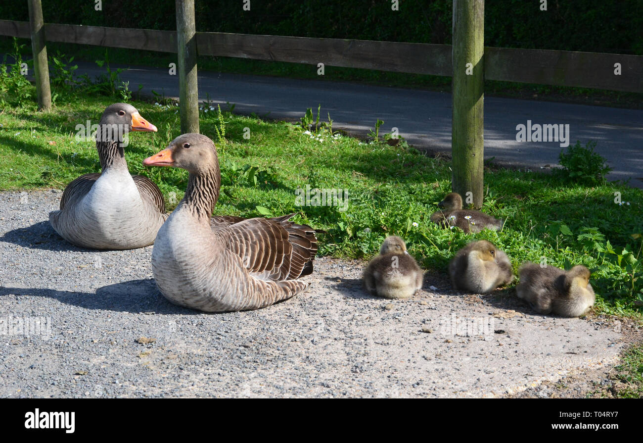 Family of wild greylag geese with goslings / young at South Hanningfield Reservoir, between Billericay and Chelmsford in Essex Stock Photo