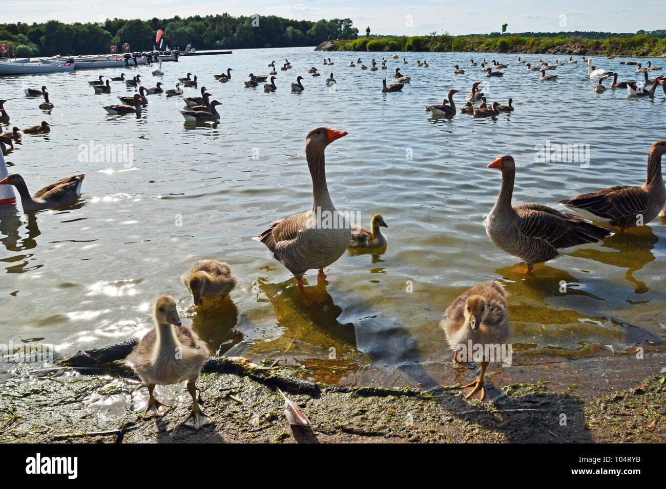 Flocks of wild greylag geese with their young, South Hanningfield Reservoir, between Billericay and Chelmsford in Essex Stock Photo